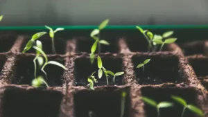 Plants